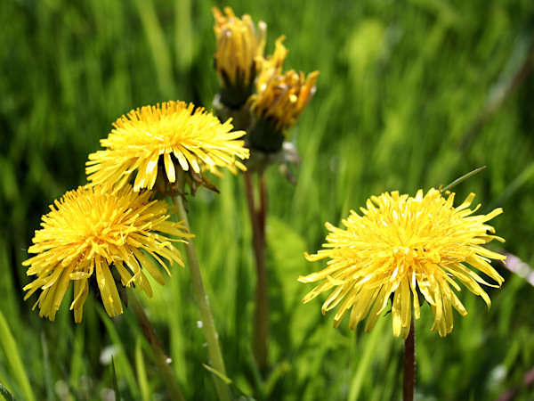 Dandelions.