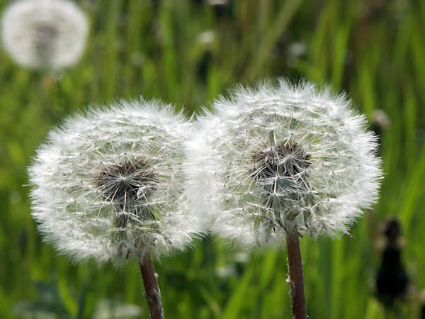 Faded dandelions.