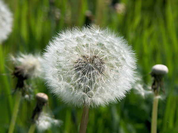 A faded dandelion.