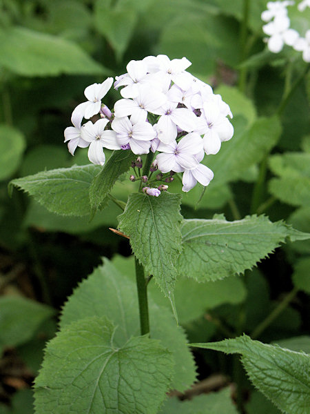 Ausdauerndes Silberblatt, Mondviole.