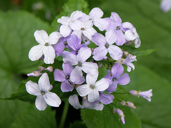 Ausdauerndes Silberblatt, Mondviole.