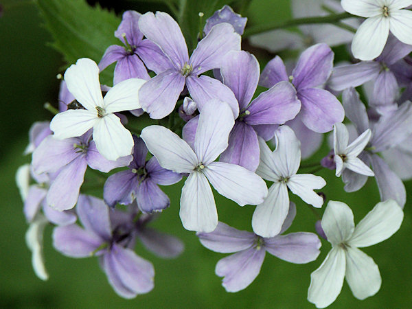 Ausdauerndes Silberblatt, Mondviole.