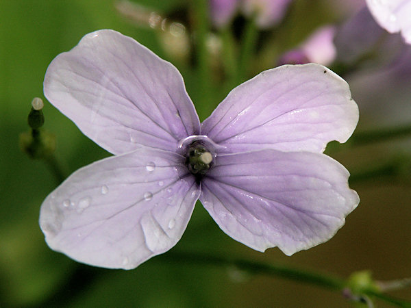 Ausdauerndes Silberblatt, Mondviole.