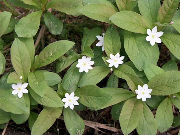 Chickweed Wintergreen.