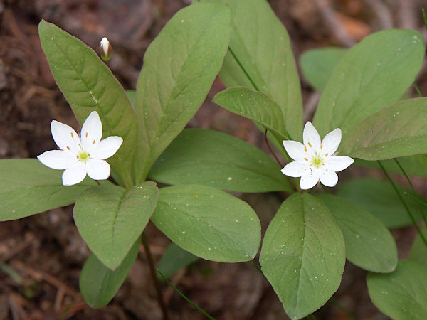 Chickweed Wintergreen.