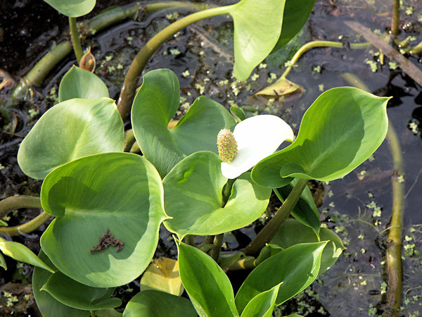 Water arum.