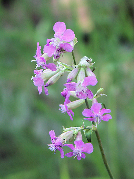 Sticky catchfly.