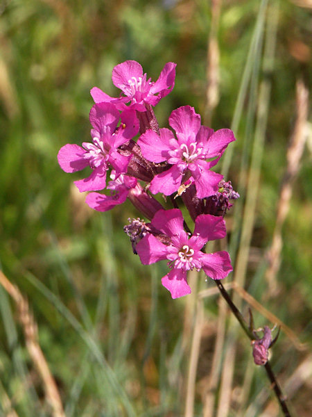 Sticky catchfly.