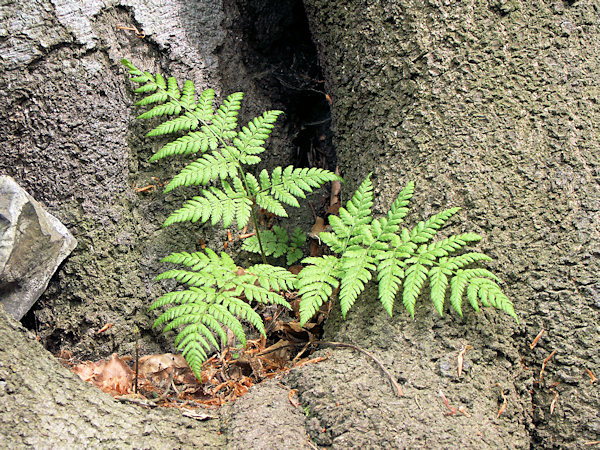 Wurmfarn auf einem Baum.