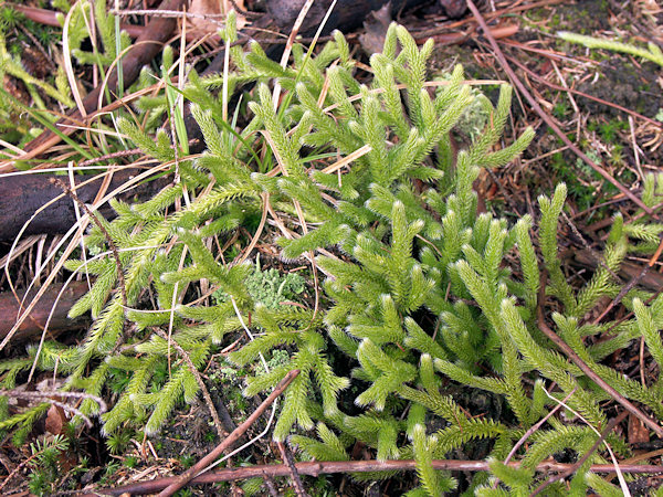 Club moss in the wood under the Kobyla-Mt.