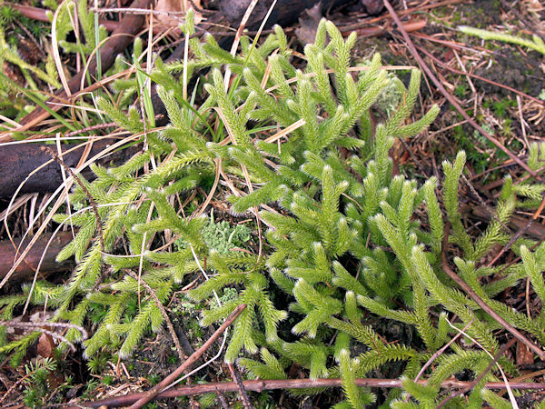 Bärlapp im Wald unter dem Kobyla (Hengstberg).