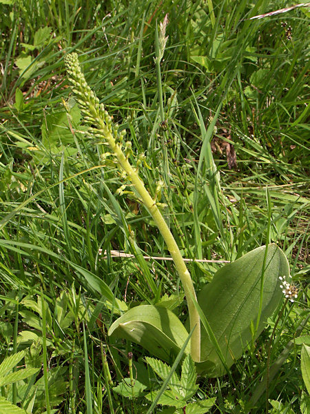 European Common Twayblade.