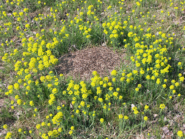 Kvetoucí pryšce kolem mraveniště.