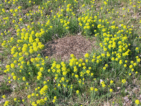 Blühende Wolfsmilch um einen Ameisenhaufen.