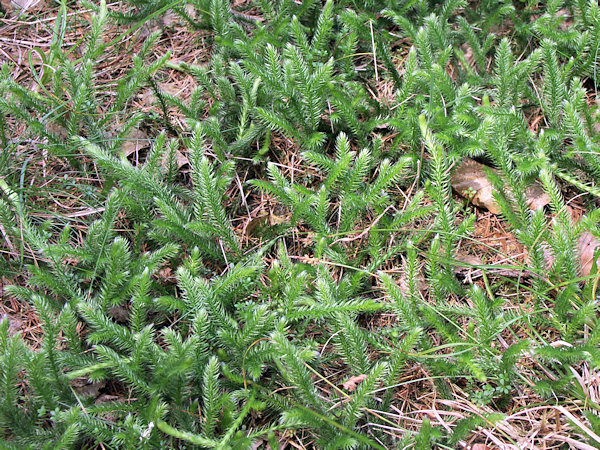 Club moss on the forest road above Rousínov.