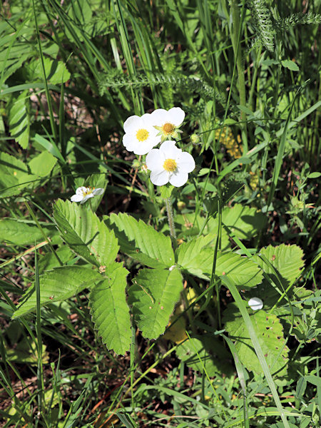 Wild strawberry.