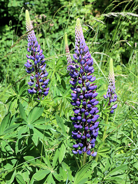 Large-leaved lupine.