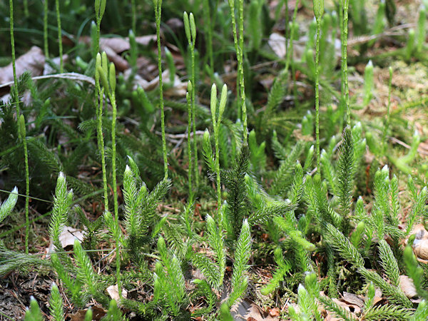 Club moss on the forest road above Rousínov.