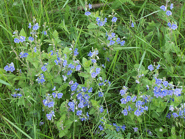 Germander Speedwell.