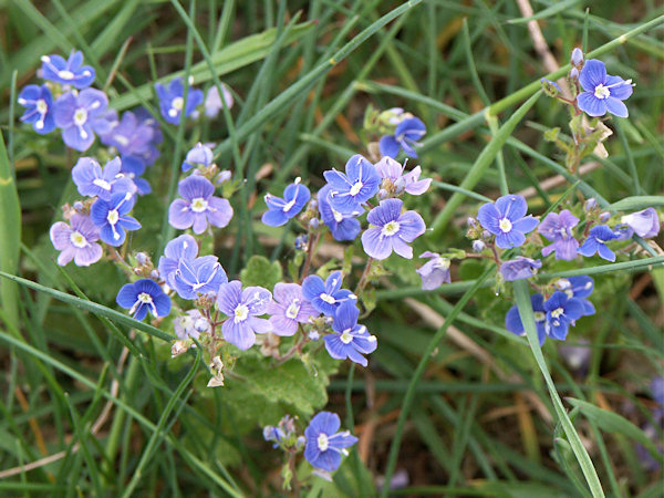 Germander Speedwell.