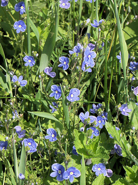 Germander Speedwell.