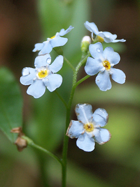 Forget-me-not.