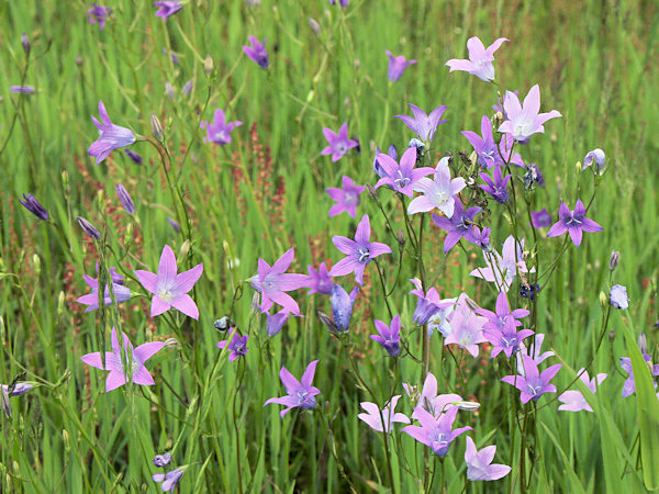 Spreading Bellflower.