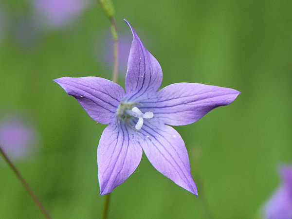 Wiesen-Glockenblume.