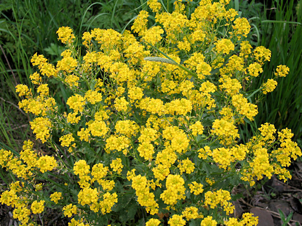 Flowering rapeseed.