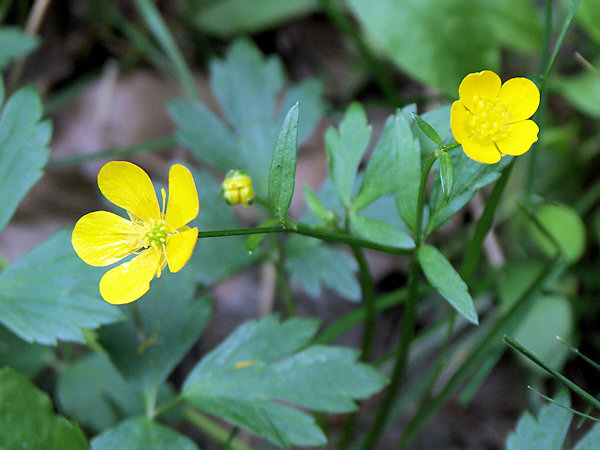 Blüten des Hahnenfusses.