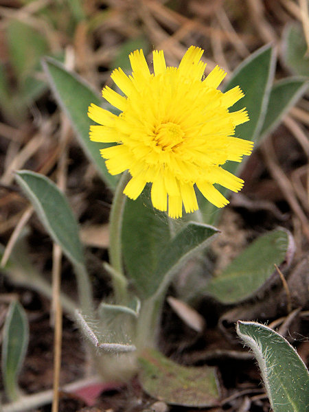 Mouse-ear hawkweed.