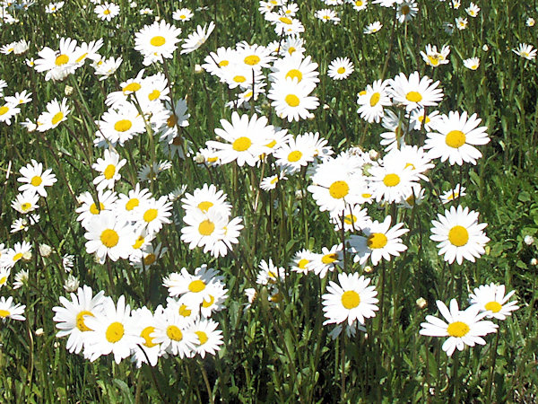 Marguerites.