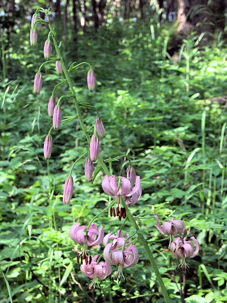 Martagon Lily.