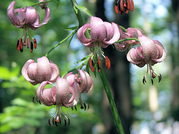 Martagon Lily.