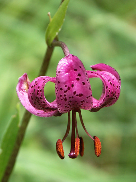 Martagon Lily.