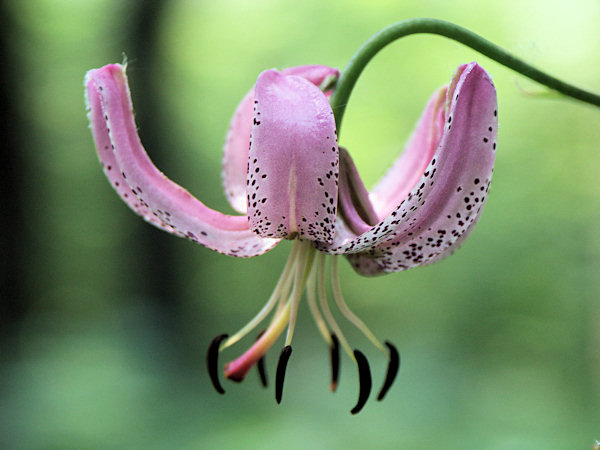 Martagon Lily.