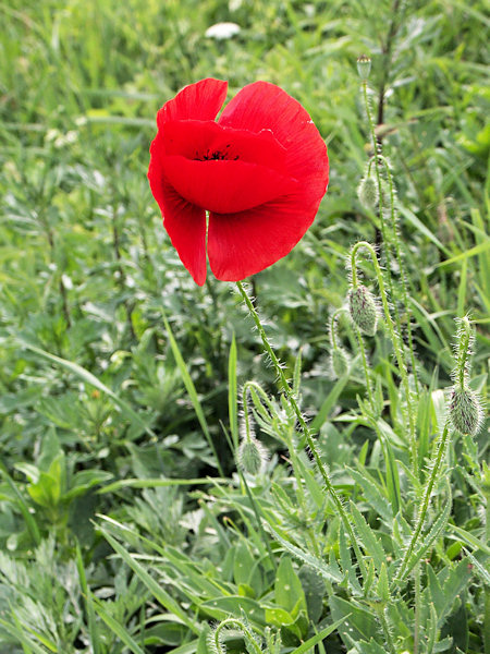 Corn poppy.