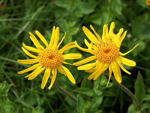 Arnica growing on the slope of the Luž-Mt.