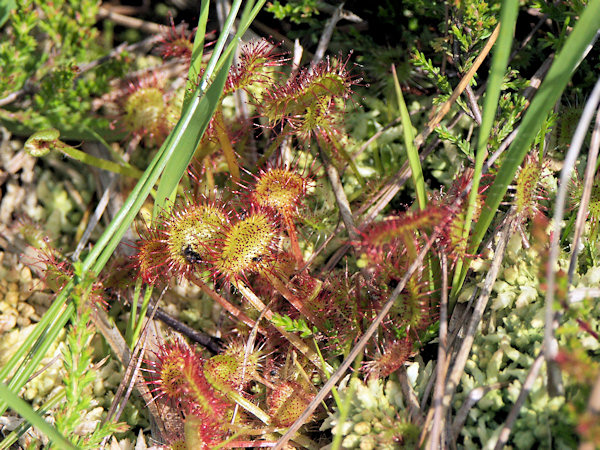 Round-leaf sundew.