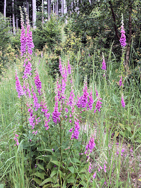 Foxgloves.