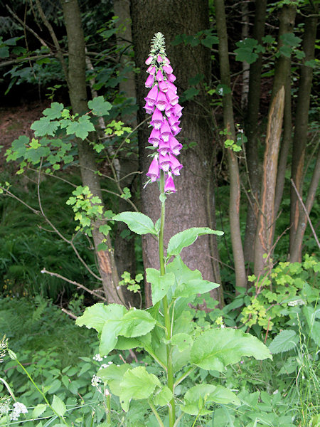 Purple foxglove.