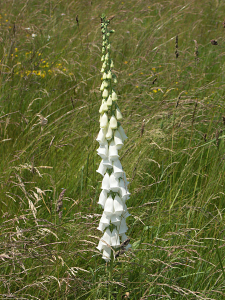 Purple foxglove.