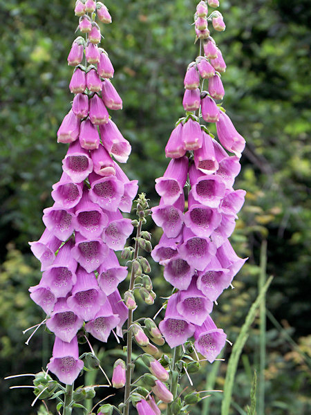 Purple foxglove.