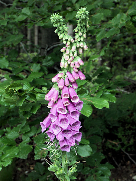 Purple foxglove.