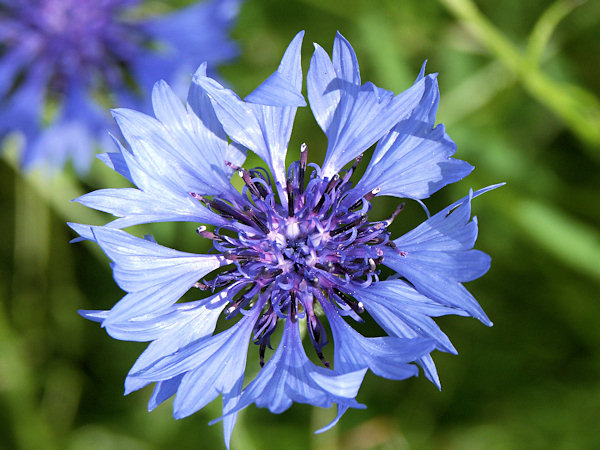 Common cornflower.