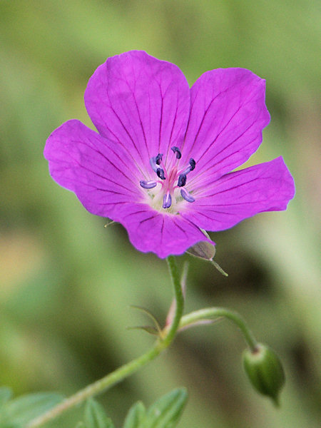 Meadow Cranesbill.