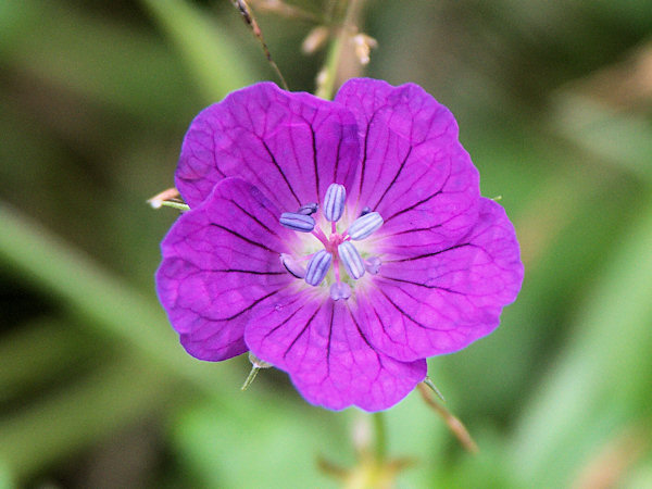 Meadow Cranesbill.