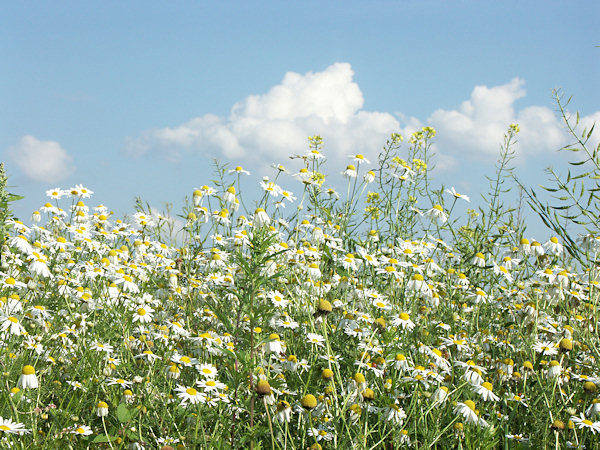 German chamomile.