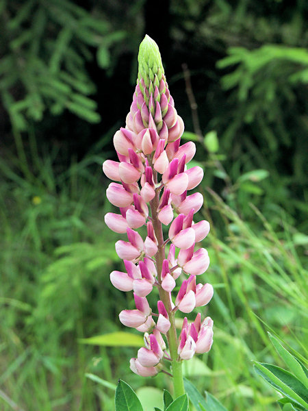 Vielblättrige Lupine.