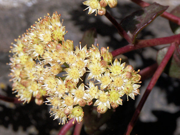 Stonecrop.